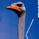 京都教育大学、大学院生募集ポスター(2)